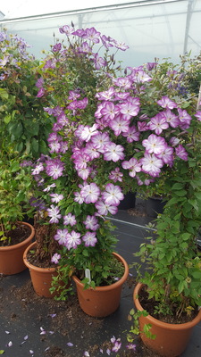 Concept Plants | Clematis Pernille ('Zo09113') PP27,172